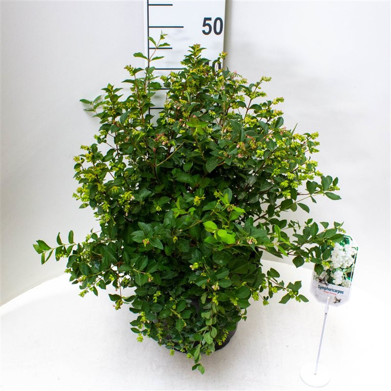 Snöbär – Symphoricarpos doorenbosii 'Magical Galaxy' - C10 50-60 CM